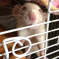 「美ラット クロナ」サムネイル2