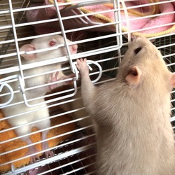 「美ラット クロナ」サムネイル3