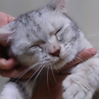 甘えん坊マンチカン