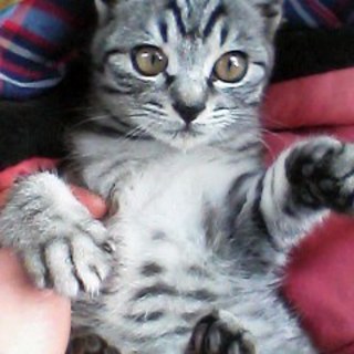 やんちゃな子です。