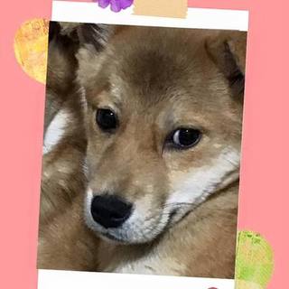 センターからのレスキュー！生後4か月の男の子！