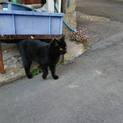 ☆ジジ似の黒猫の女の子☆