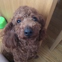 1歳♂トイプードル 甘えん坊