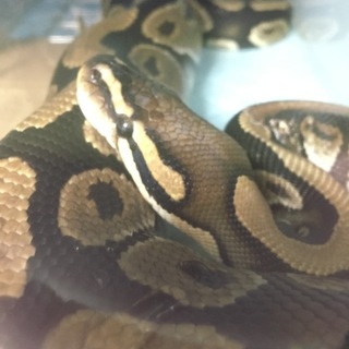 ボールパイソンノーマルの里親様を募集しています
