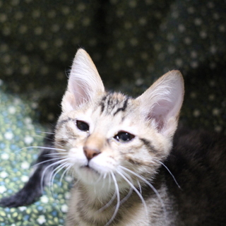 3.5ヶ月　垂れ目で困った顔の　〈とらこ〉　です♪