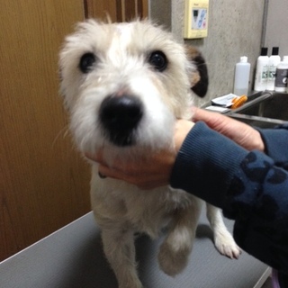 ぶっちくんのお住まい募集