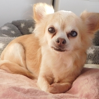 優しくておとなしいチワワの女の子