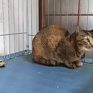 日本の由緒在る遺伝子を受け継いだ和猫です。