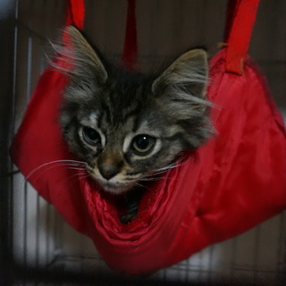 まるでメインクーンな女の子