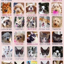 ティアハイムオープンシェルター里親会 サムネイル2