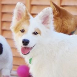 ティアハイムオープンシェルター里親会 サムネイル3