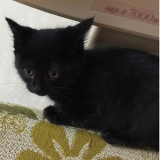 一時中止　　お話にゃんこ　ベンゼルちゃん