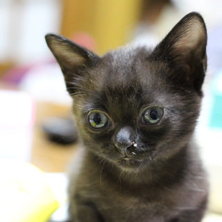 なつこい姉弟　～はる君　(姉弟一緒の募集です)～