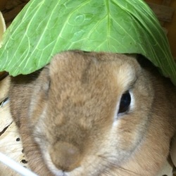 1匹でイソップ童話