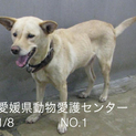 愛媛県動物愛護センターに収容されています‼️