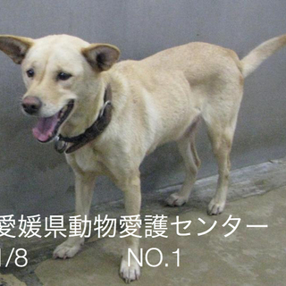 愛媛県動物愛護センターに収容されています‼️