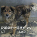 愛媛県動物愛護センターに収容されています‼️