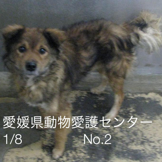 愛媛県動物愛護センターに収容されています‼️