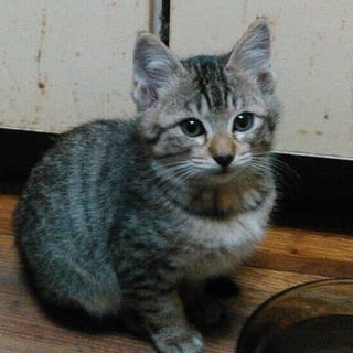 3ヶ月のかわいいキジ猫ちゃん♪