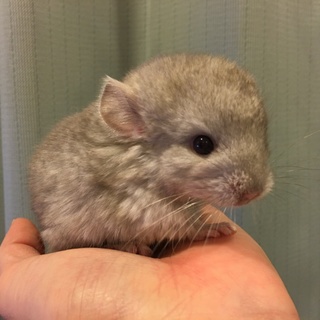 チンチラ2015年12月25日産まれ