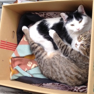 元気な女の子♪　キジ白・白黒