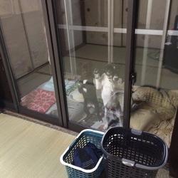 新しい家族…そして、家政婦はミタ