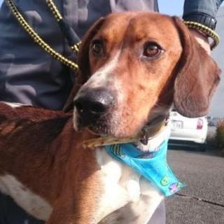 期限切迫！！ガリガリに痩せた猟犬？の男の子