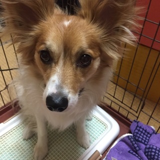 パピヨン×チワワ