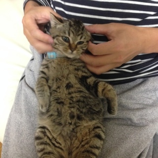 推定生年月日10月初旬の子猫