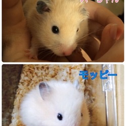 「ネズミ系動物を飼育して…。」サムネイル1