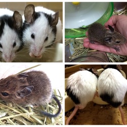 「ネズミ系動物を飼育して…。」サムネイル2