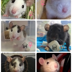 「ネズミ系動物を飼育して…。」サムネイル3