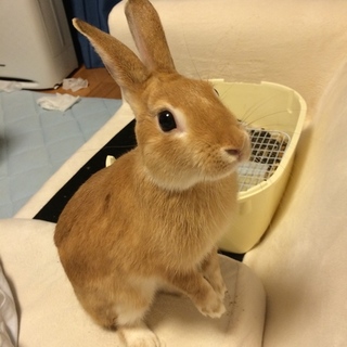 急募。可愛がってくださる方、探しています。