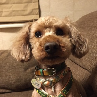 推定４〜５歳くらいの元気なトイプー次元くん