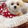 平成23年5月26日生まれのマルチーズのイブちゃん サムネイル2