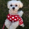 平成23年5月26日生まれのマルチーズのイブちゃん サムネイル3