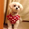 平成23年5月26日生まれのマルチーズのイブちゃん サムネイル4