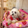 平成23年5月26日生まれのマルチーズのイブちゃん サムネイル5