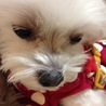 平成23年5月26日生まれのマルチーズのイブちゃん サムネイル6