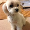 平成23年5月26日生まれのマルチーズのイブちゃん サムネイル7
