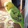 元気なセキセイインコ^ ^ サムネイル3