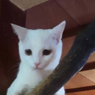 可愛い白猫アリーちゃん