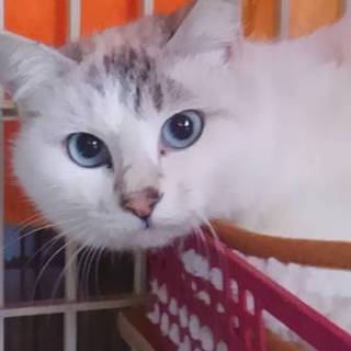 丸い顔が可愛い聖千愛（せちあ）ちゃん