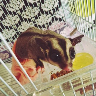 フクロモモンガ♀