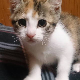 三毛猫で美人子猫のみるちゃん