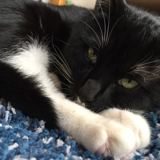 7ヶ月 やんちゃな男の子です