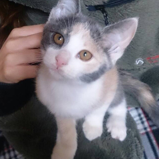 パステル模様が可愛いもじゃちゃん