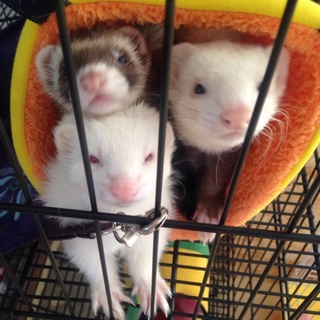 フェレット3匹里親募集。