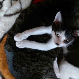 超甘えん坊、白黒きんちゃんの里親募集中！