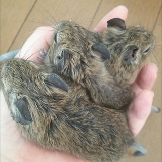 べビーデグーの里親様決まりました